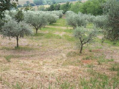 casa semindipendente in vendita ad Offagna