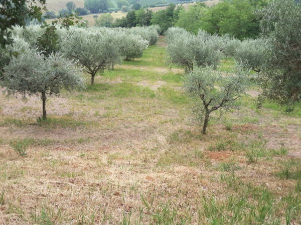 locale commerciale in vendita ad Offagna