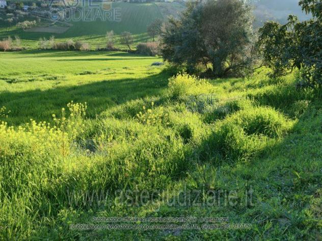 terreno agricolo in vendita ad Osimo