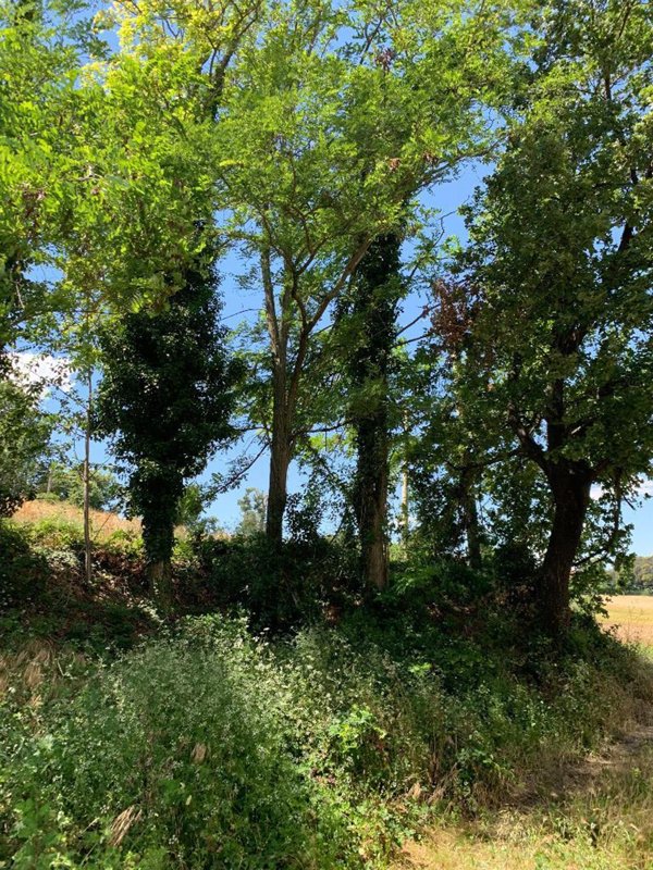casa indipendente in vendita ad Osimo in zona Abbadia
