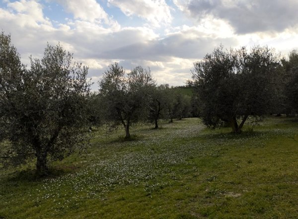 terreno agricolo in vendita a Senigallia