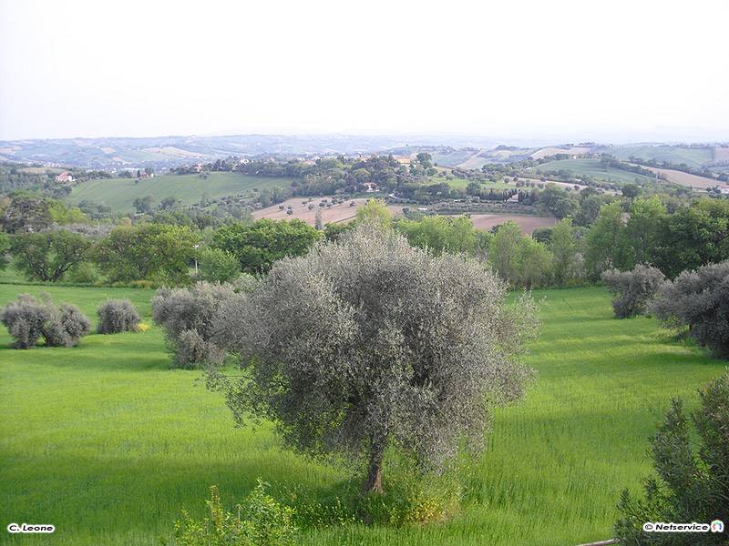 terreno agricolo in vendita a Senigallia