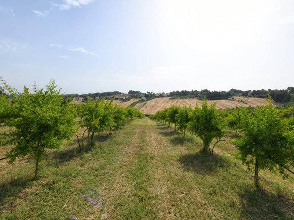 terreno agricolo in vendita a Senigallia in zona Bettolelle