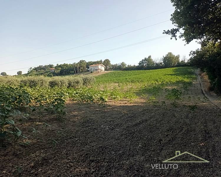 terreno agricolo in vendita a Senigallia in zona Scapezzano
