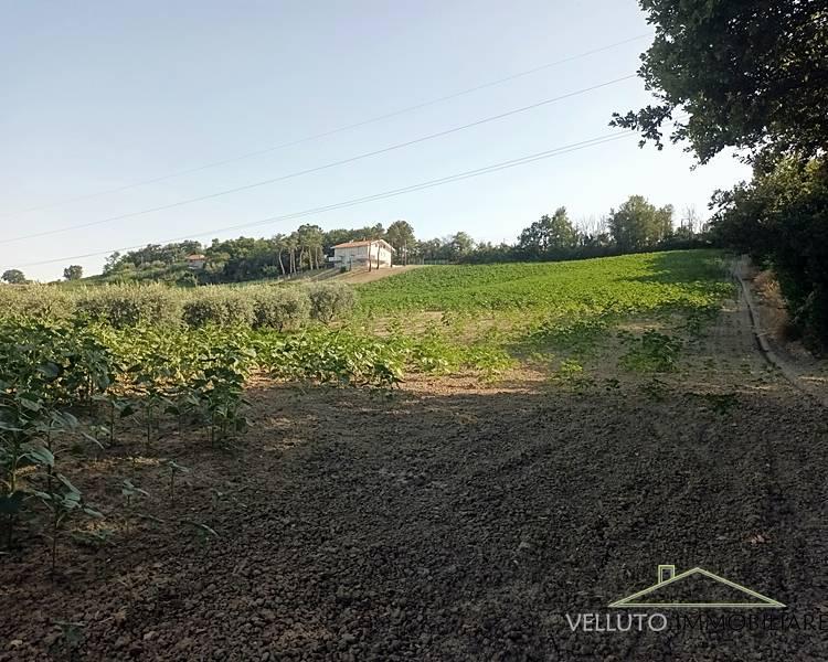 terreno agricolo in vendita a Senigallia in zona Scapezzano
