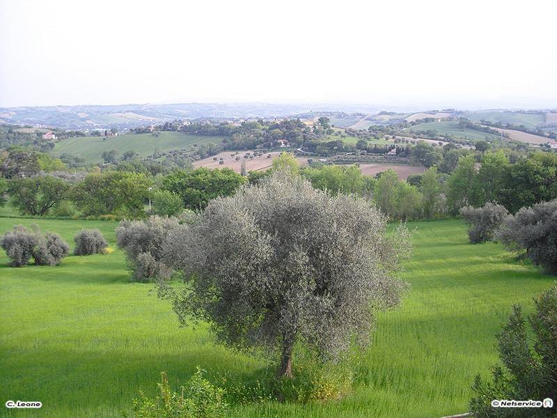 terreno agricolo in vendita a Senigallia in zona Scapezzano