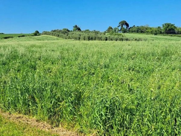 terreno agricolo in vendita a Senigallia in zona Scapezzano