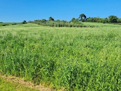 terreno agricolo in vendita a Senigallia in zona Borgo Catena