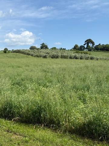 terreno agricolo in vendita a Senigallia in zona Cannella