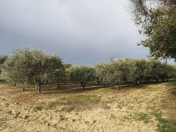 terreno agricolo in vendita a Senigallia in zona Scapezzano