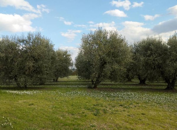 terreno agricolo in vendita a Senigallia