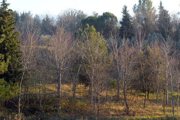 terreno agricolo in vendita a Senigallia in zona Cesano