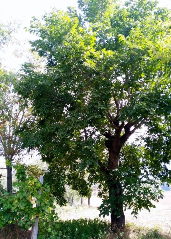 casa indipendente in vendita a Senigallia