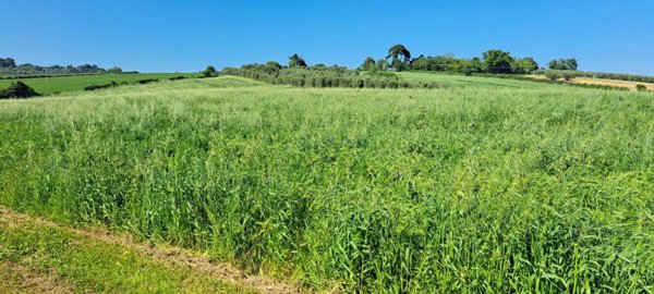 terreno agricolo in vendita a Senigallia in zona Borgo Catena
