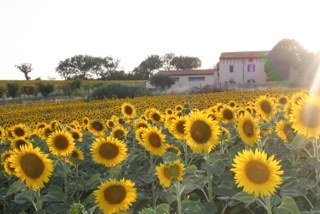 casa indipendente in vendita a Senigallia