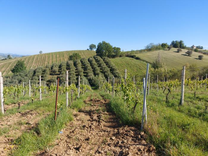 terreno agricolo in vendita a Serra de' Conti