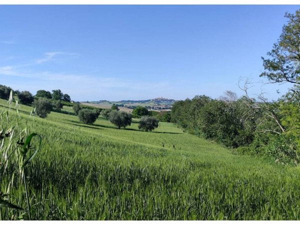 terreno agricolo in vendita a Serra de' Conti