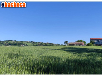 terreno agricolo in vendita a Serra de' Conti