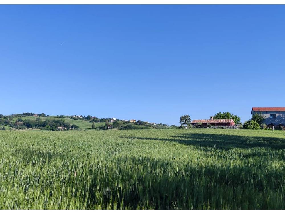 terreno agricolo in vendita a Serra de' Conti