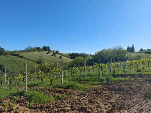 terreno agricolo in vendita a Serra de' Conti