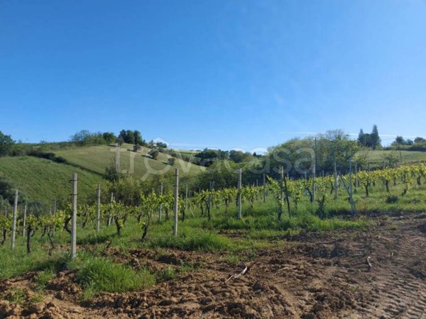 terreno agricolo in vendita a Serra de' Conti
