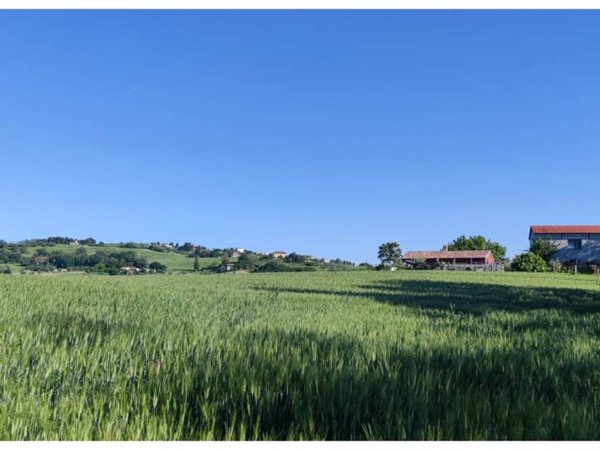 terreno agricolo in vendita a Serra de' Conti