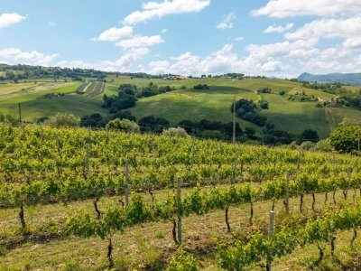 terreno agricolo in vendita a Serra de' Conti