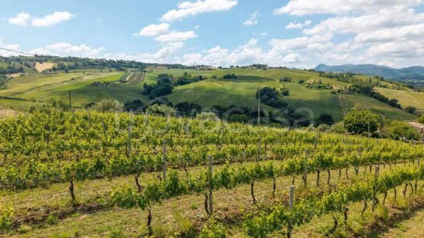 terreno agricolo in vendita a Serra de' Conti