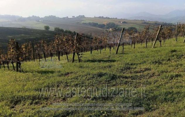 terreno agricolo in vendita a Serra de' Conti