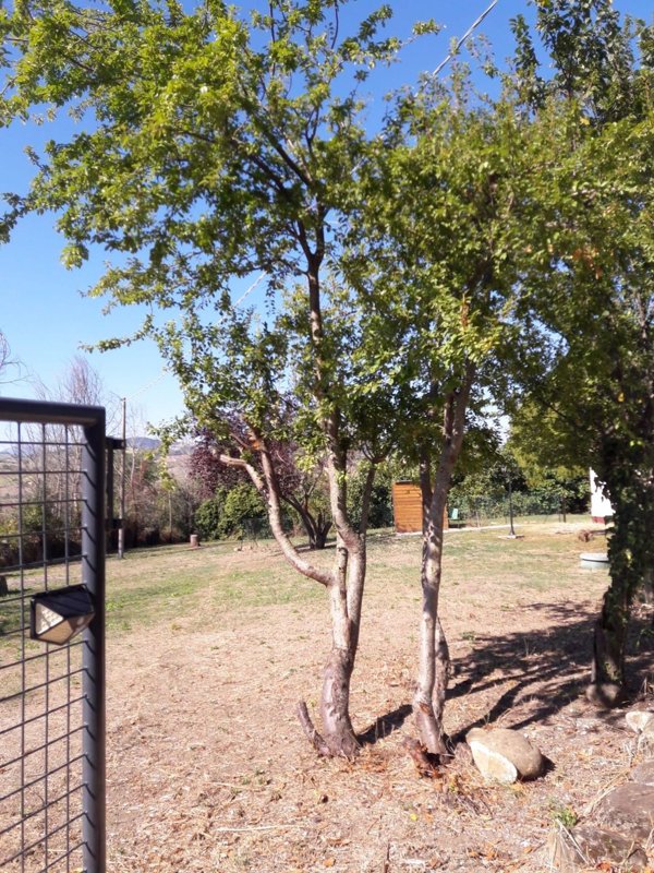 esavano in vendita a Serra de' Conti