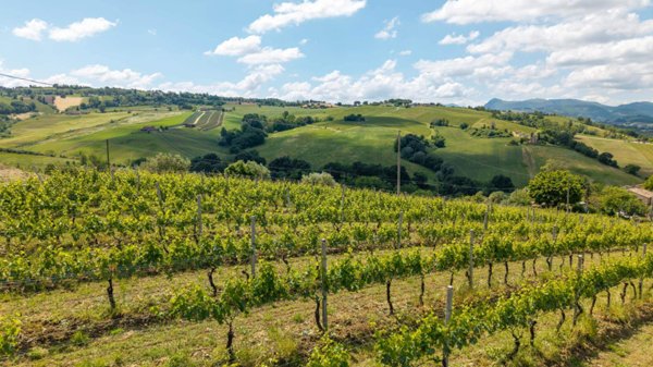 terreno agricolo in vendita a Serra de' Conti