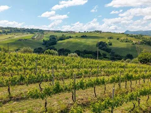 terreno agricolo in vendita a Serra de' Conti