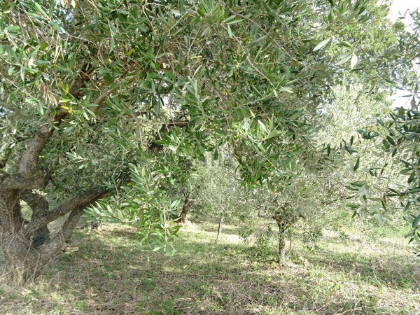 casa indipendente in vendita a Serra San Quirico in zona Castellaro