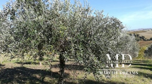 casale in vendita a Staffolo in zona Coste