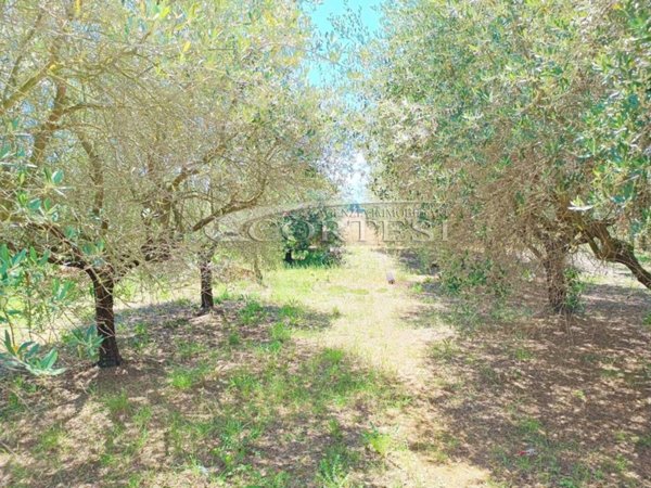 terreno agricolo in vendita a Trecastelli