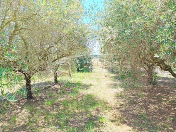 terreno agricolo in vendita a Trecastelli