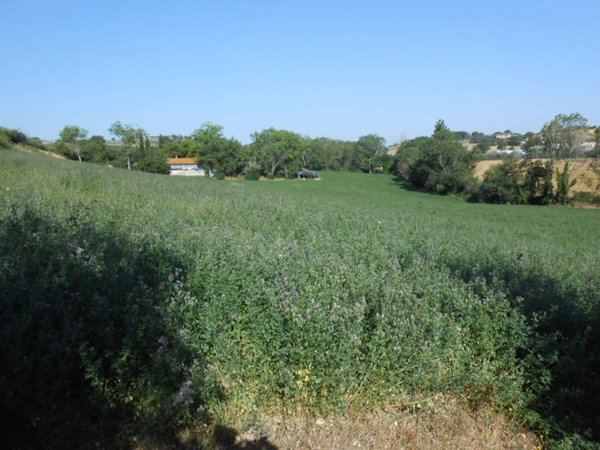terreno agricolo in vendita a Trecastelli