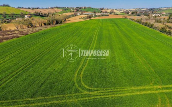 azienda agricola in vendita a Trecastelli