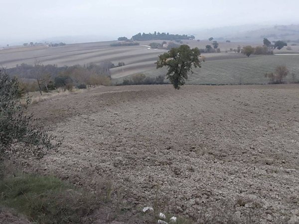 terreno agricolo in vendita ad Appignano