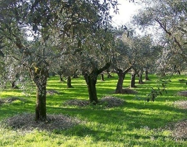 terreno edificabile in vendita ad Appignano