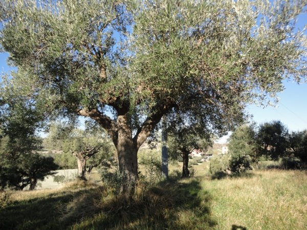 terreno edificabile in vendita a Cingoli in zona Pozzo