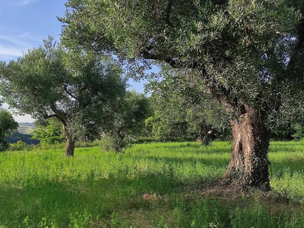 terreno agricolo in vendita a Cingoli in zona Strada
