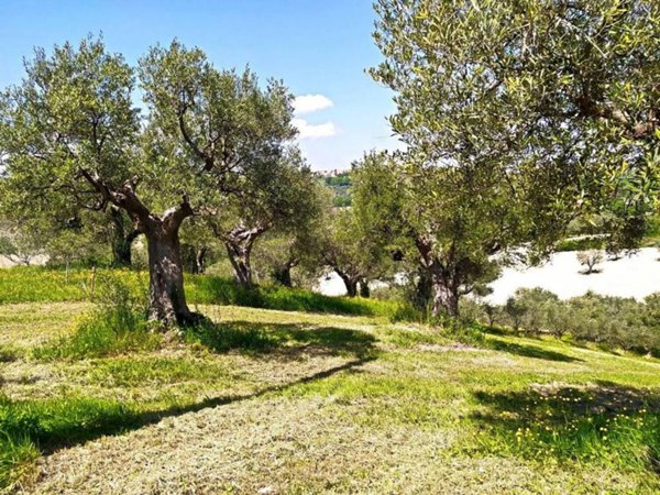 terreno agricolo in vendita a Cingoli in zona Torre
