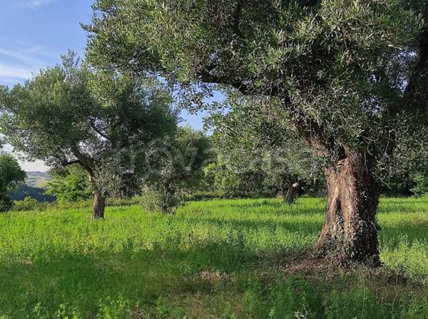 terreno agricolo in vendita a Cingoli in zona Strada