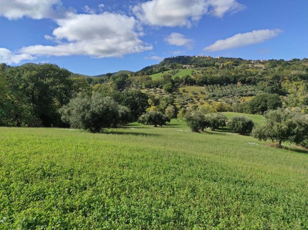 terreno agricolo in vendita a Cingoli in zona Strada
