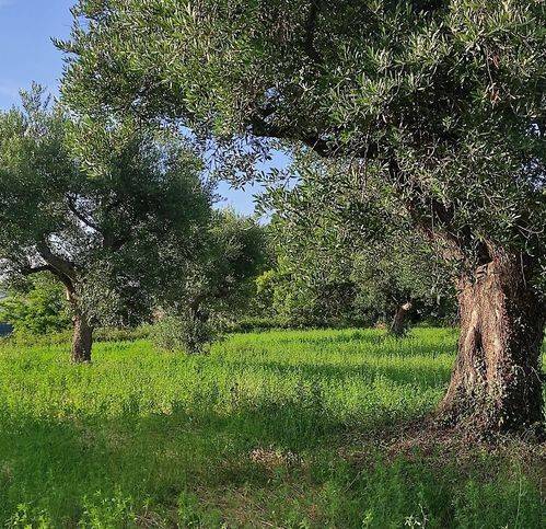 terreno agricolo in vendita a Cingoli in zona Strada