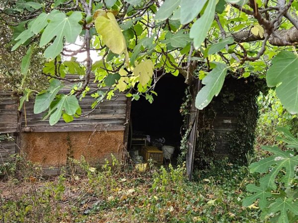 terreno agricolo in vendita a Civitanova Marche in zona Santa Maria Apparente