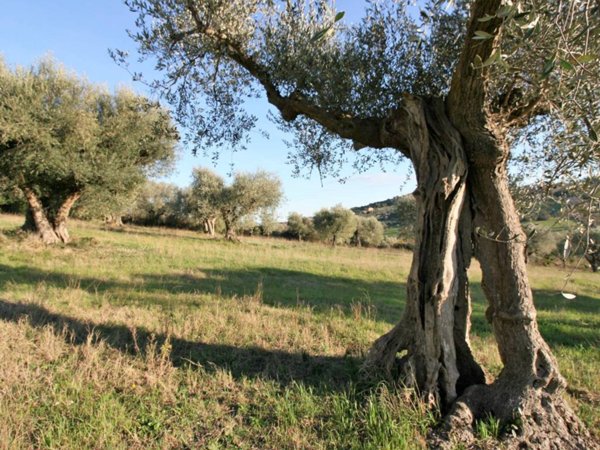 terreno agricolo in vendita a Civitanova Marche in zona Fontespina