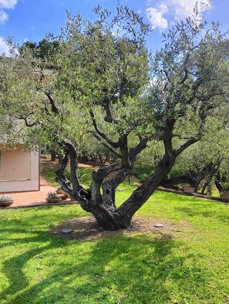 casa indipendente in vendita a Civitanova Marche