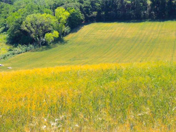 terreno agricolo in vendita a Civitanova Marche